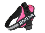 Pet chest strap with dog leash